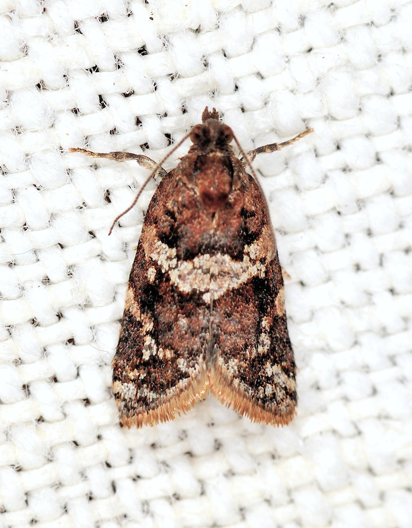 Olindia schumacherana ? - cf. Argyrotaenia ljungiana